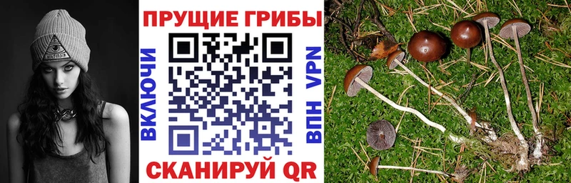 Купить закладки  Соль-Илецк  Псилоцибиновые грибы Cubensis 